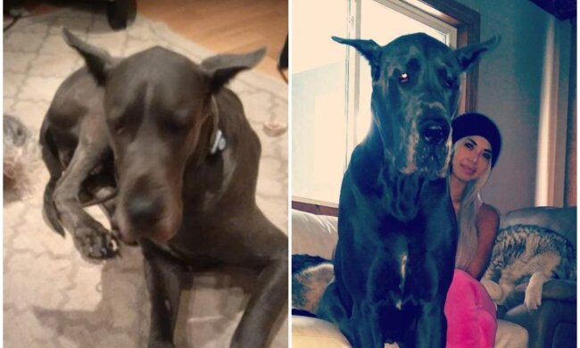 Jenny Saccoccia und ihr Hund Thunder. Quelle: Screenshot Youtube