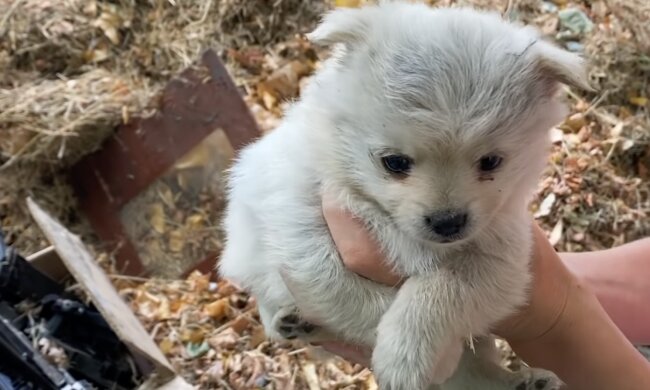 Welpe. Quelle: Screenshot YouTube