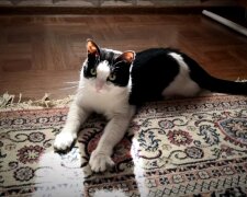 Der Kater. Quelle: Screenshot YouTube