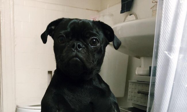 Mops Diego. Quelle: Instagram