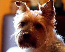 Yorkshire Terrier. Quelle: Screenshot Youtube