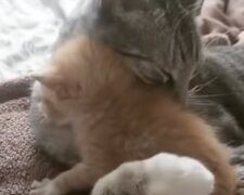 Katze und Kätzchen. Quelle: Screenshot YouTube