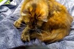 Tierheim rettet eine Reihe von Katzen, die in einer zugeschütteten Mauer eingesperrt sind