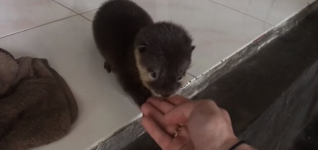 Der Otter. Quelle: Screenshot YouTube