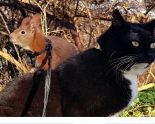 Kater und Eichhörnchen. Quelle: Screenshot Youtube