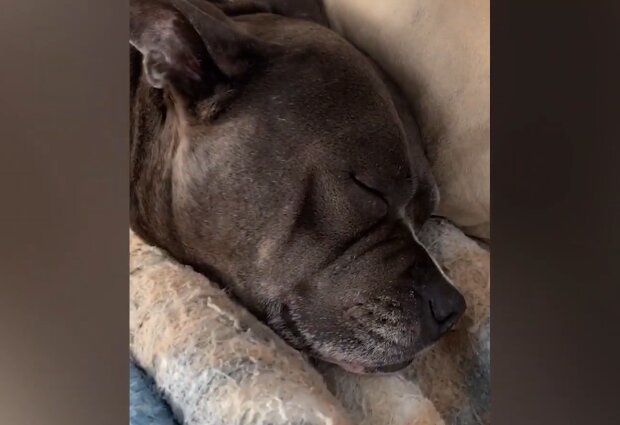 Hund beim Schlafen. Quelle: Screenshot Youtube