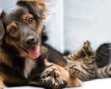 Eine streunende Hundin, die selbst obdachlos ist, hat einer Familie von Kätzchen Dach und Fach gegeben