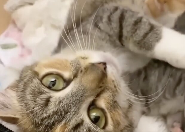Katze-Mutter. Quelle: Screenshot YouTube