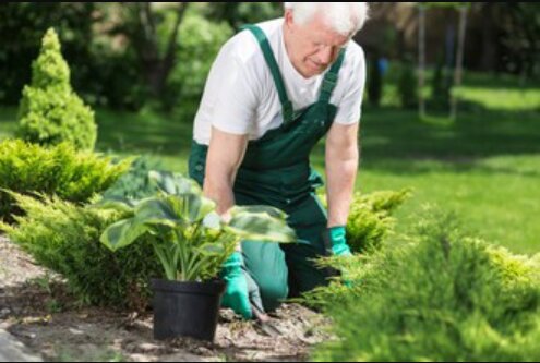 Wie ein 60-jähriger Garten in der Flasche aussieht