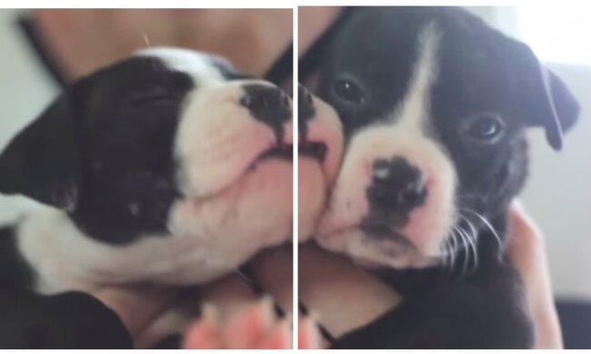 Welpen. Quelle: Screenshot YouTube