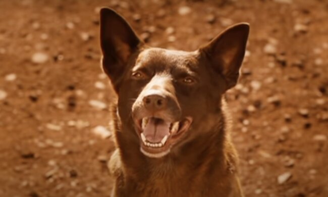 Hund. Quelle: Screenshot YouTube