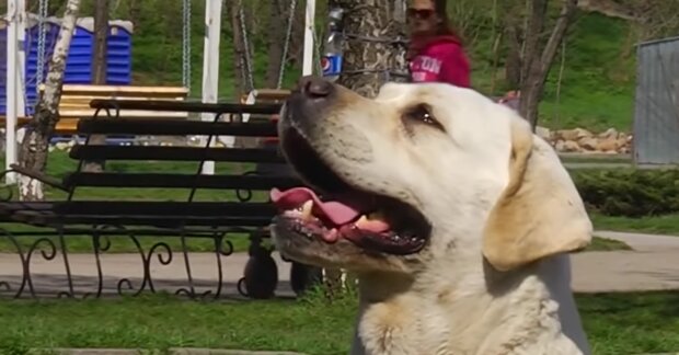 Der Hund lebte auf der Straße, aber dank der Freundlichkeit der Menschen wurde er zu einem echten Schönling