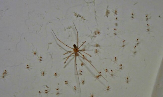 Der Sommer ist eine Zeit erhöhter Gefahr. Quelle: Screenshot YouTube