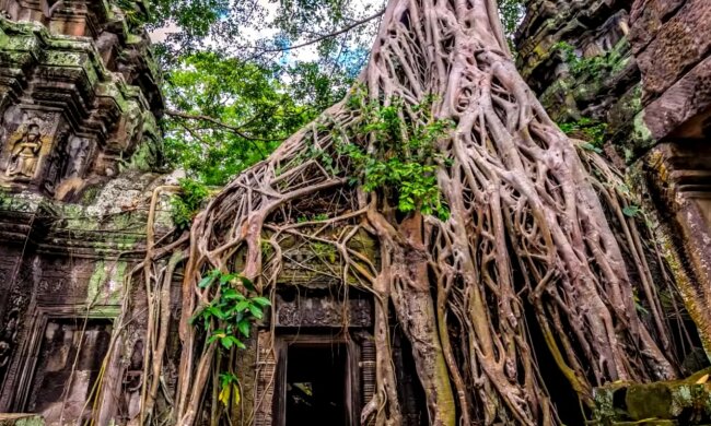 Banyan-Bäume in Angkor Var