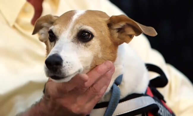 Ein wichtiger Begleiter des Menschen. Quelle: Screenshot YouTube