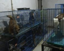 Chinesin nahm einen Welpen und konnte nicht aufhören: Sie hat jetzt 1300 Hunde
