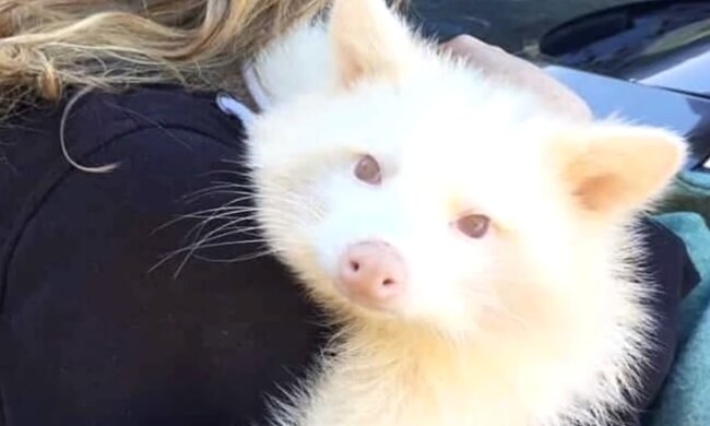 Ein Albino-Waschbär umarmt seine Retterin. Quelle: Screenshot YouTube