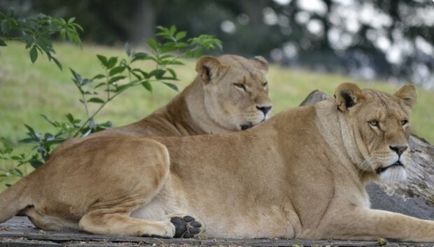 Die Frau zog zwei verwaiste Löwenbabys auf und musste sie dann dem Zoo geben, aber nach Jahren trafen sie sich wieder