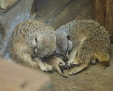 Der Fotograf fotografierte süße Erdmännchen und wurde berühmt