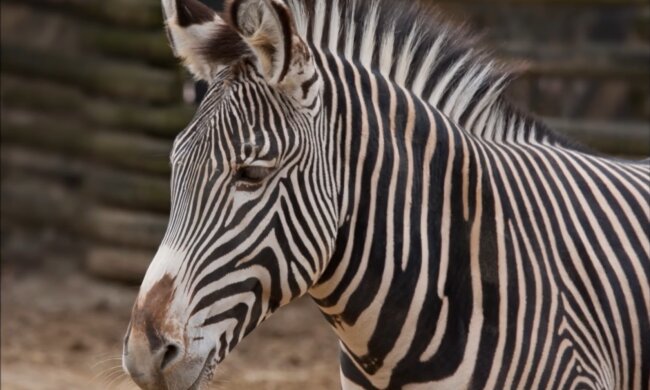 Zebra. Quelle: Screenshot Youtube