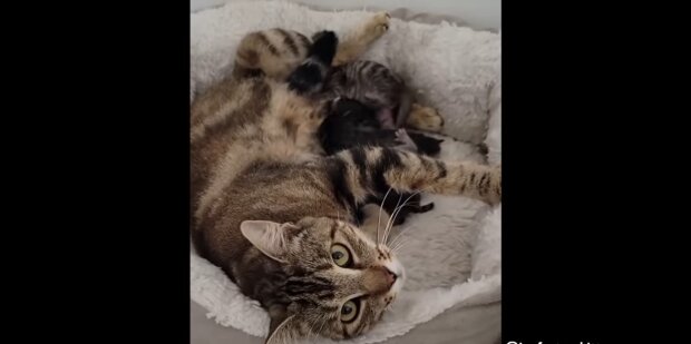 Mama-Katze. Quelle: Youtube Screenshot