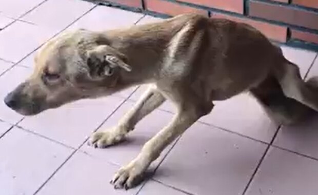 Paralysierter Hund. Quelle: YouTube Screenshot