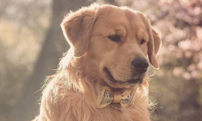 Golden Retriever. Quelle: www. pulse.сom
