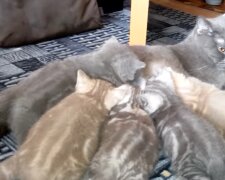 Katzenfamilie. Quelle: YouTube Screenshot