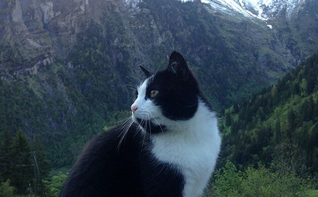 Wie eine Katze einem in den Bergen verlorenen Mann half, den Weg nach Hause zu finden