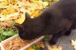Dizzy. Quelle: pets-dating