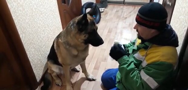 Unglaublich treuer Hund rettet seinem Besitzer das Leben. Quelle: Youtube Screenshot