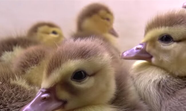 Die Enteküken. Quelle: Screenshot YouTube