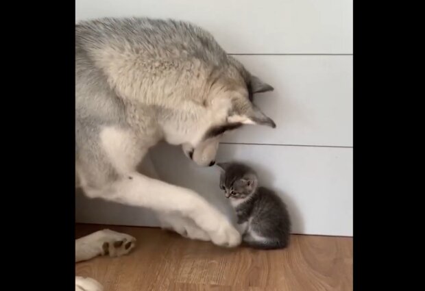 Husky und Kätzchen. Quelle: Screenshot Youtube