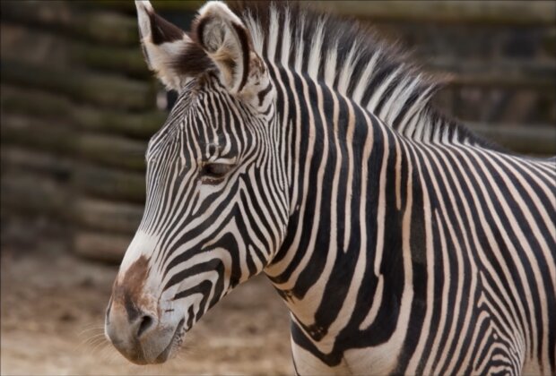 Zebra. Quelle: Screenshot Youtube