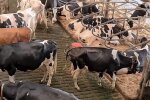 „Ich halte Kühe und komme mit den Steuern kaum noch klar“: Landwirt über die heutige finanzielle Situation