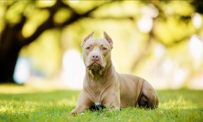 Eine mit 10 Welpen trächtige Hündin rettete ihre Besitzer vor Kobra, indem sie ihr Leben opferte