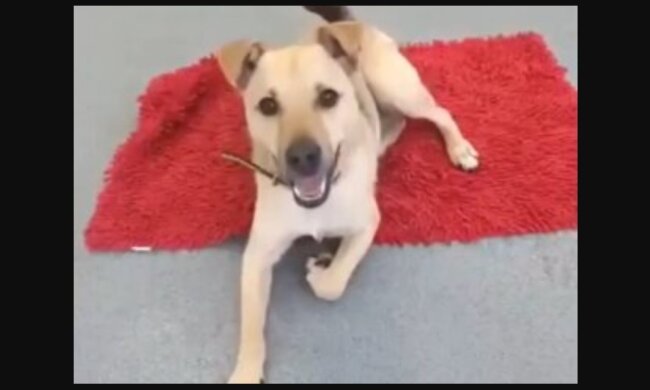 Toby. Quelle: Youtube Screenshoot