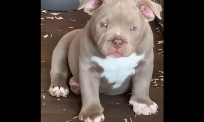 Ein Welpe. Quelle: Youtube Screenshot