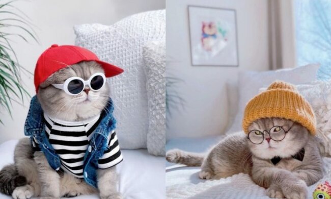 Trägt stilvolle Brillen, Hüte und Kleider: die modischste Katze, die in Amerika lebt