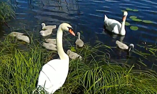 Familie Schwan. Quelle: YouTube Screenshot