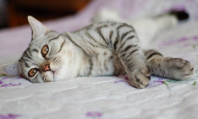 Die Katze konnte keine eigenen Kinder bekommen und wurde Mutter für einen Welpen und eine Krähe