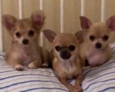 Drei Chihuahuas. Quelle: Youtube Screenshot