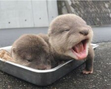 Fotos von jungen Ottern, die Sie in jeder Situation aufmuntern werden