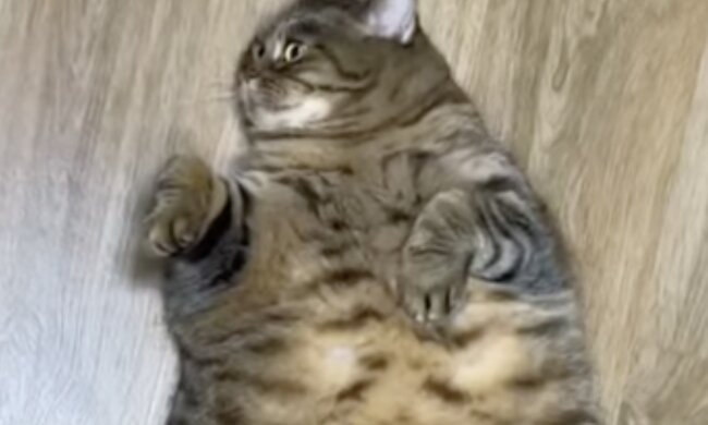 Katze. Quelle:  Screenshot YouTube