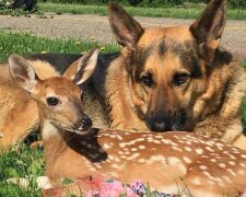 Die beste Babysitter: Ein Schäferhund kümmert sich um verwaiste Rehkitzbabys, die seine Besitzerin findet