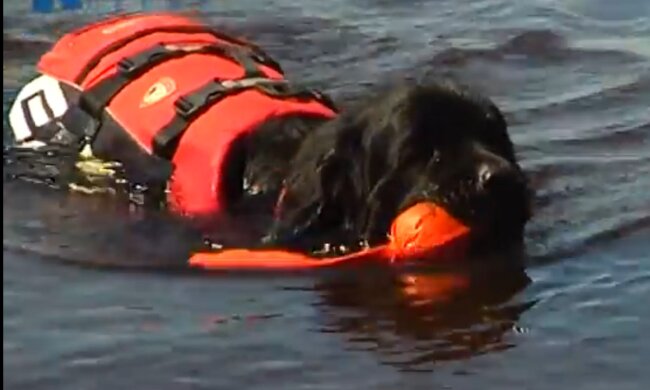 Mutiger Rettungsschwimmer im Training. Quelle: Screenshot YouTube