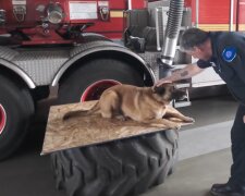 Feuerwehrhund. Quelle: YouTube Screenshot