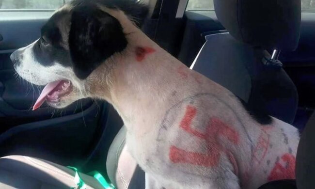 Tierrettungsdienst nimmt einen Welpen mit Hakenkreuzen und obszönen Worten auf der Haut auf