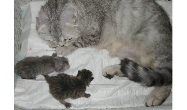 Neugeborene Kätzchen und ihre Mutti. Quelle: Screenshot Youtube