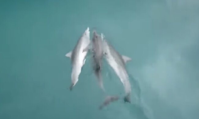 Delphin. Quelle: Screenshot YouTube
